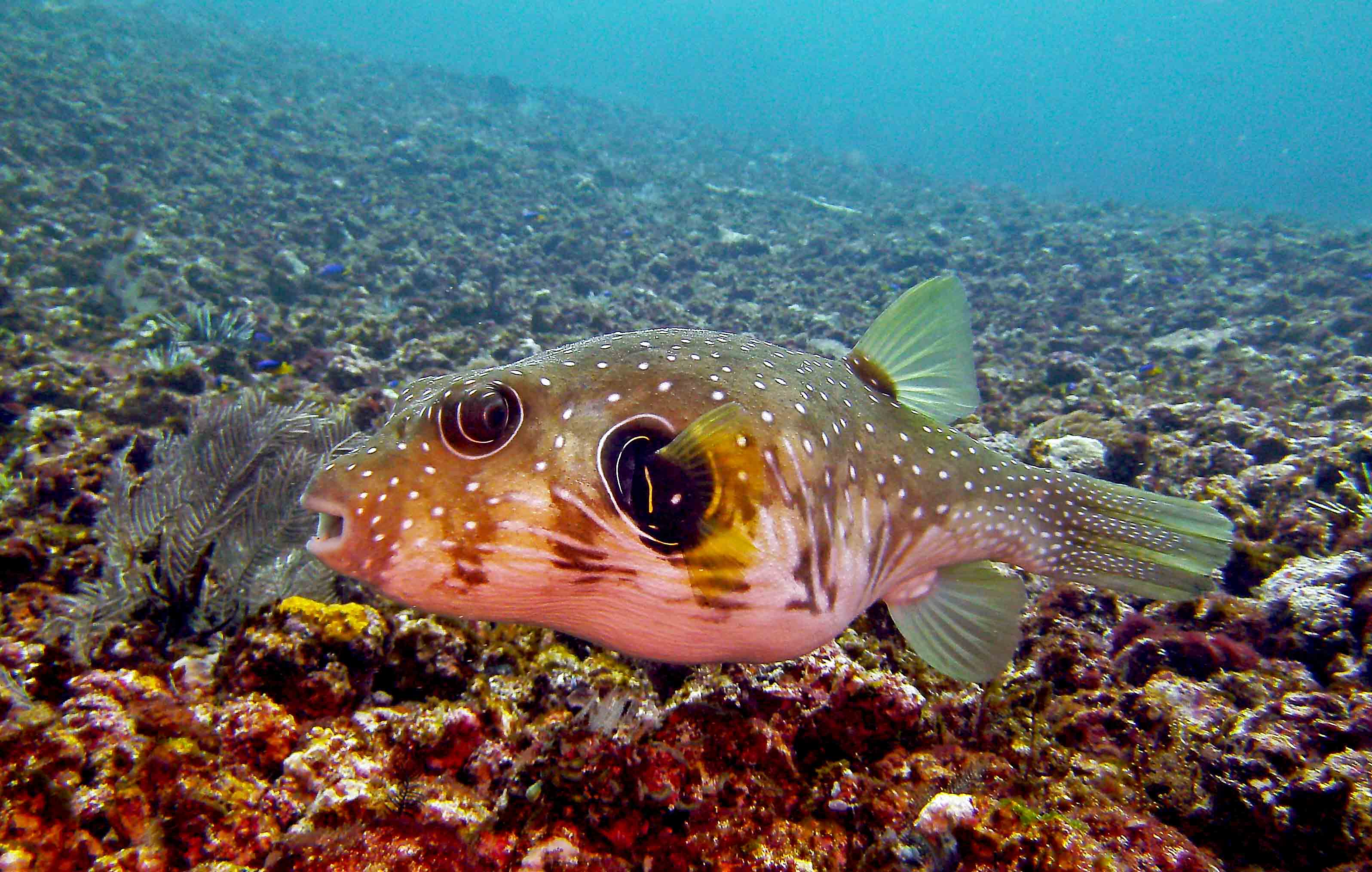 White Spotted Puffer