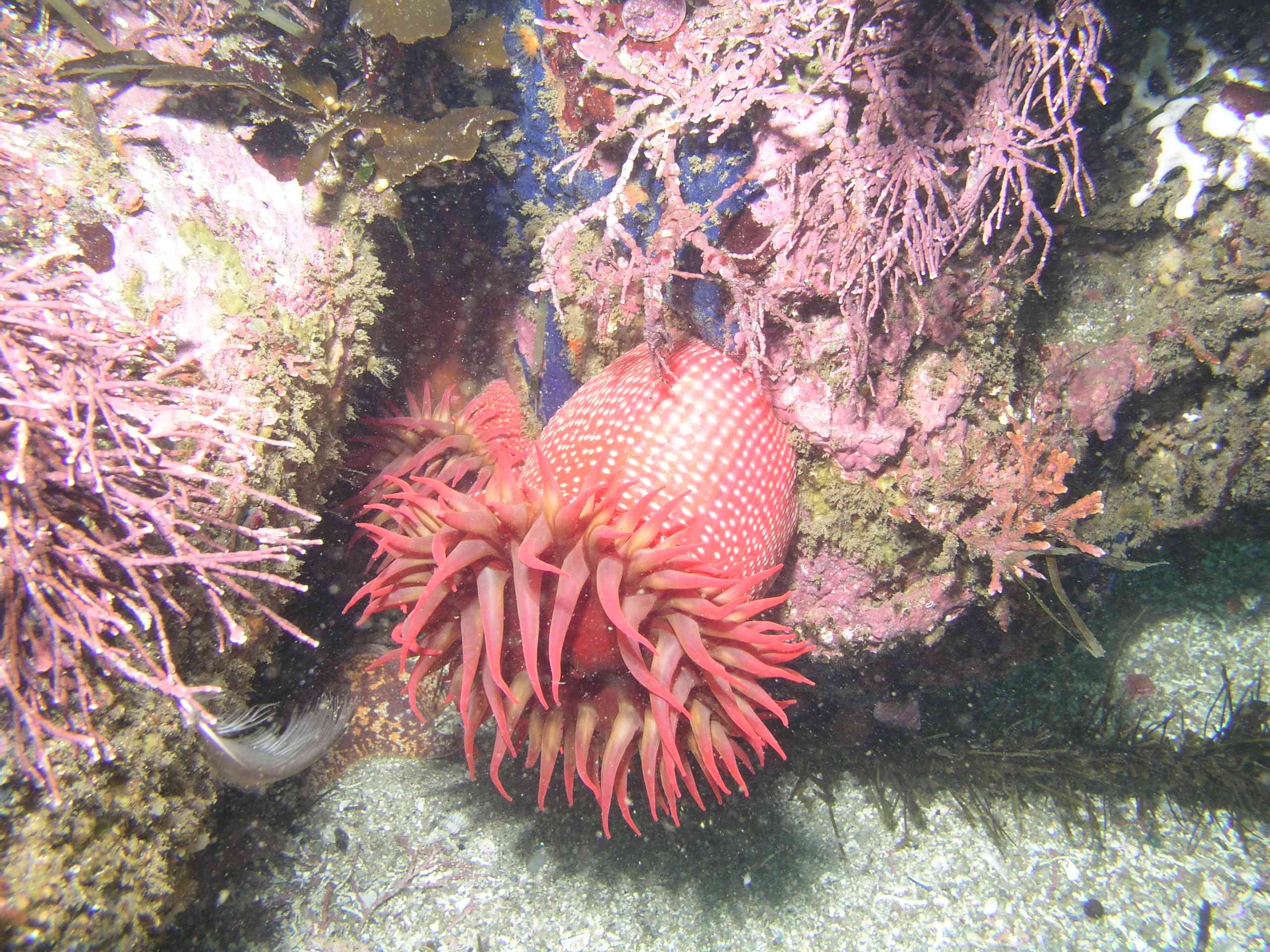 White-Spotted Rose Anemone