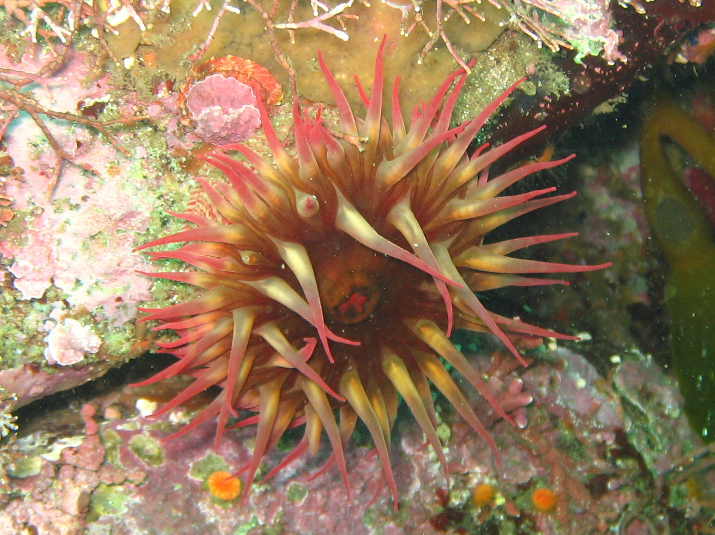 White-spotted Rose Anemone