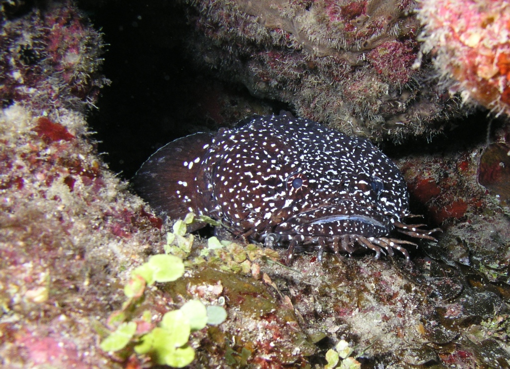 White Spotted Toadfish