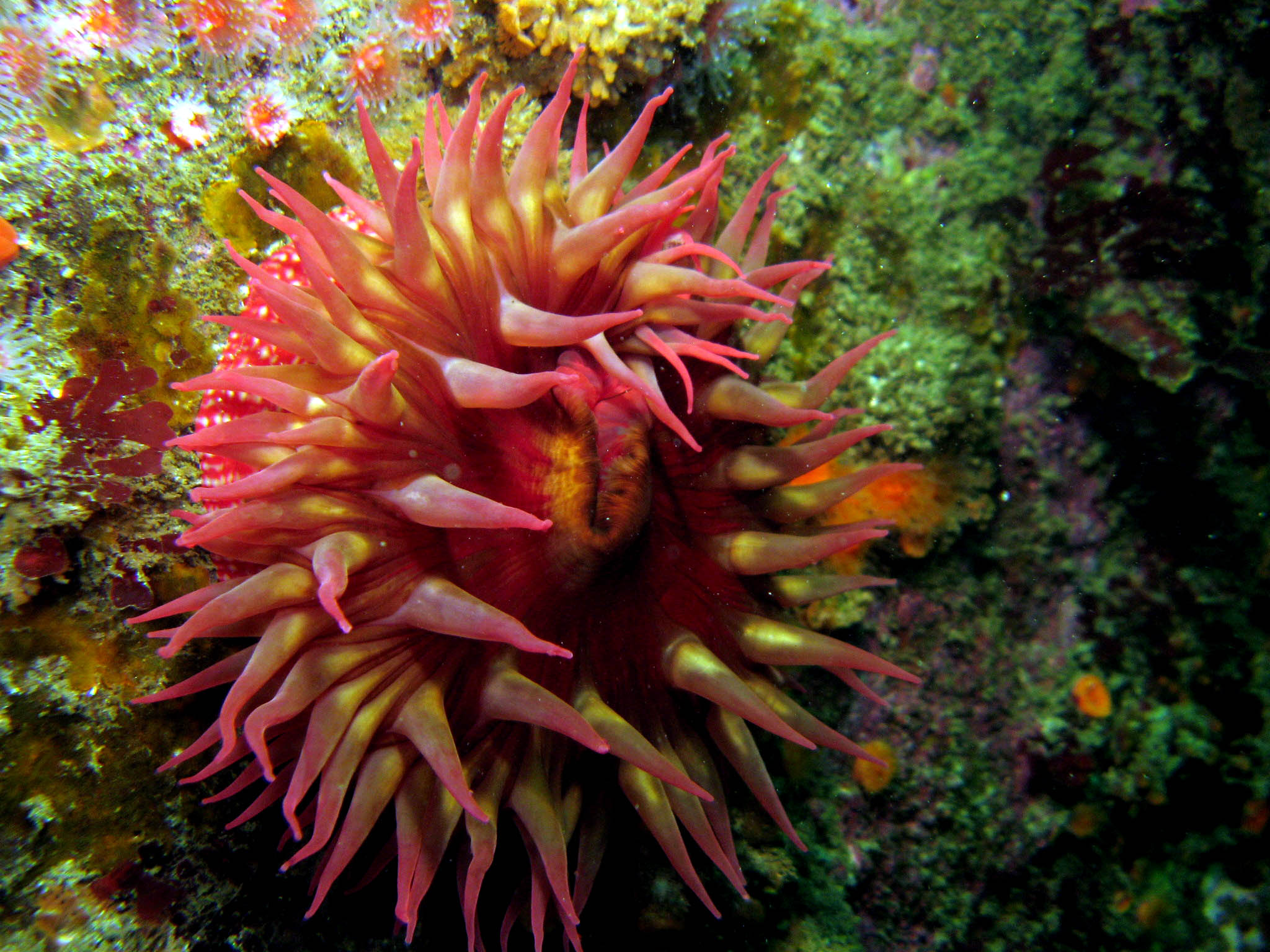 White-Spotted_Anemone_Urticina_lofotensis_