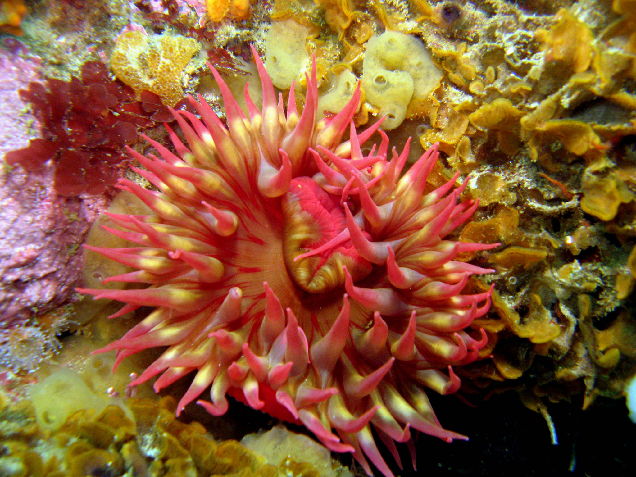 White-Spotted_Anemone_Urticina_lofotensis_2_