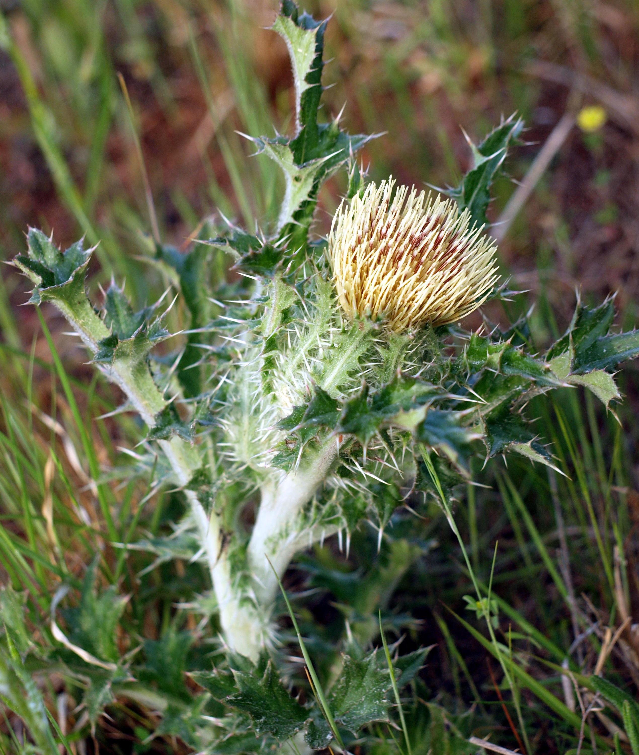 white thistle