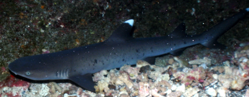 White tip Molokini backwall