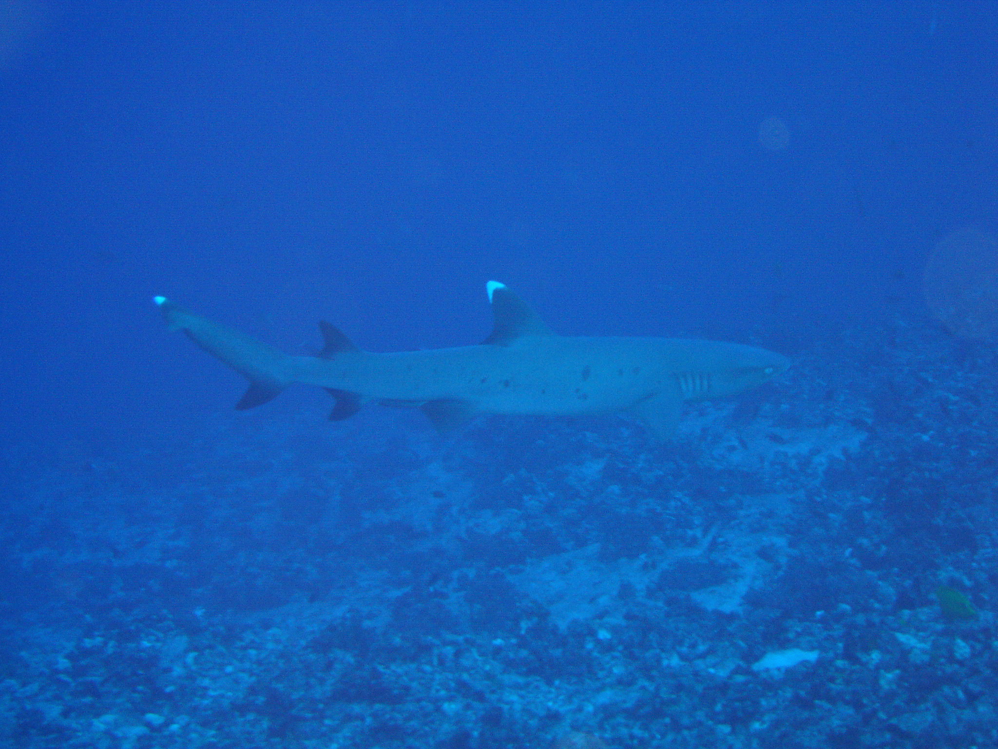 white tip reef shark at Molokini back wall