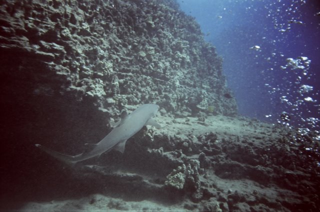 White tip reef shark  in Oahu (china wall)