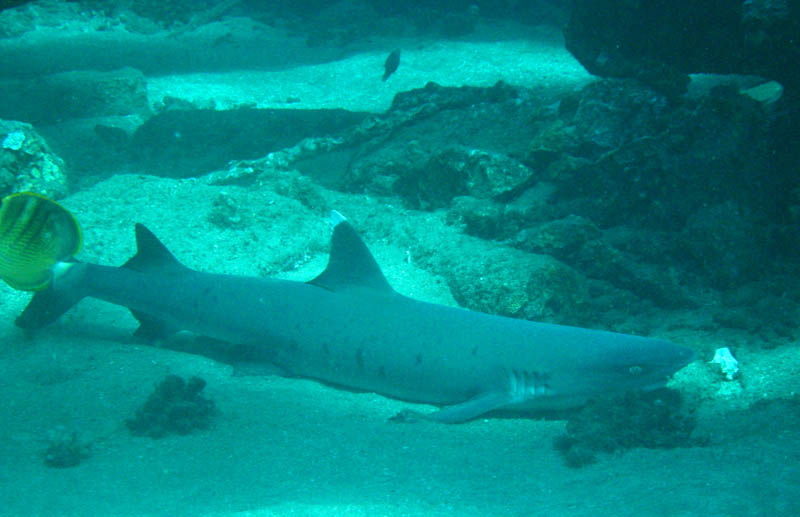 White tip reef shark, Mala pier on Maui