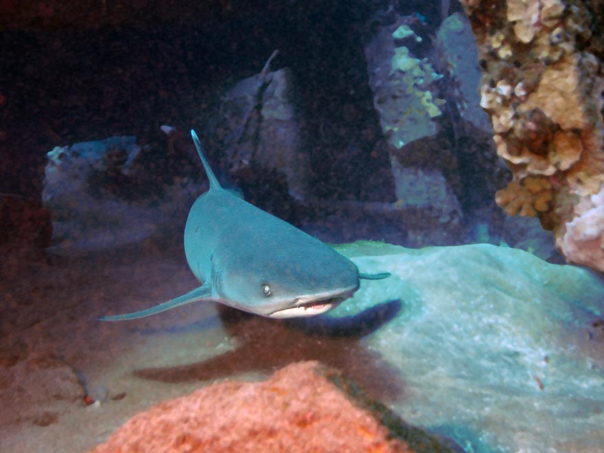 White Tip Reef Shark - Mala Wharf - Maui