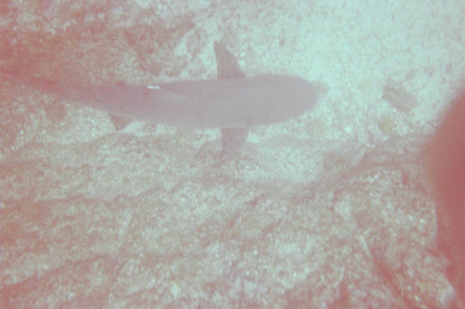 White Tip Reef Shark