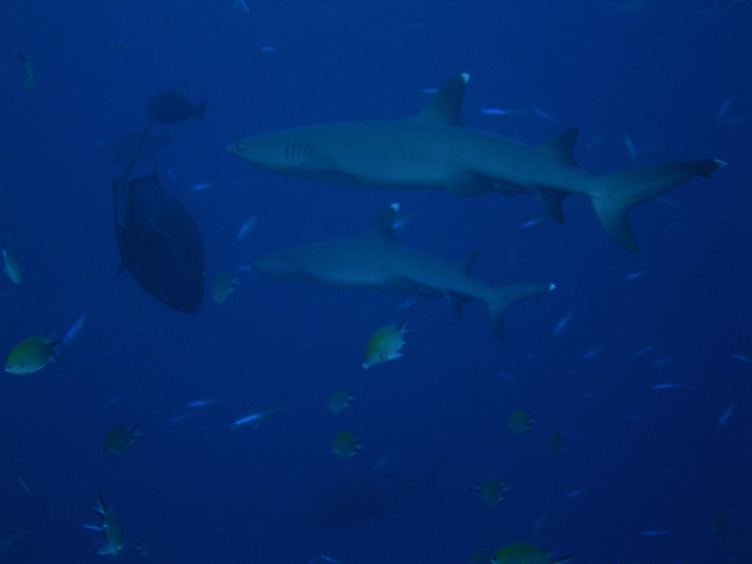 WHITE TIP REEF SHARK