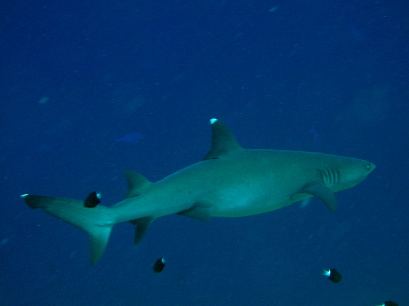 White Tip Reef Shark