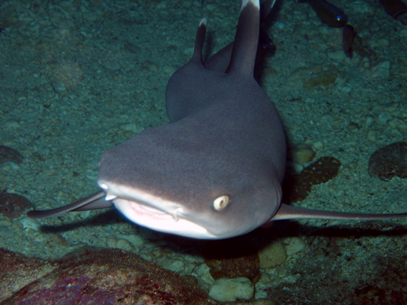 White Tip Reef Shark