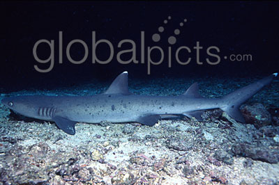 White Tip Reef Shark