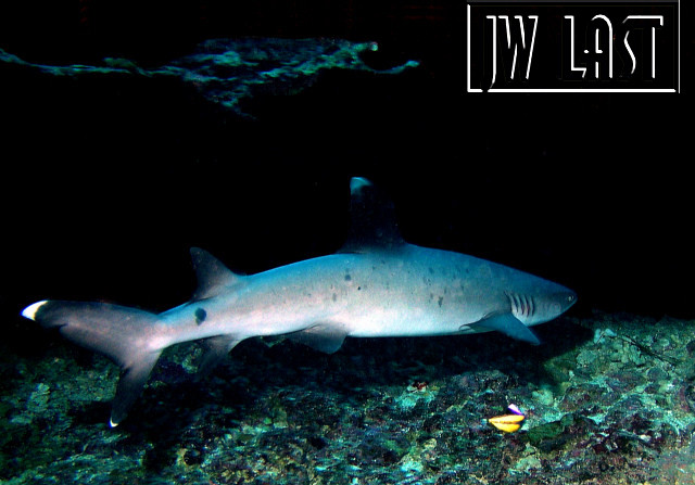 White Tip Reef Shark