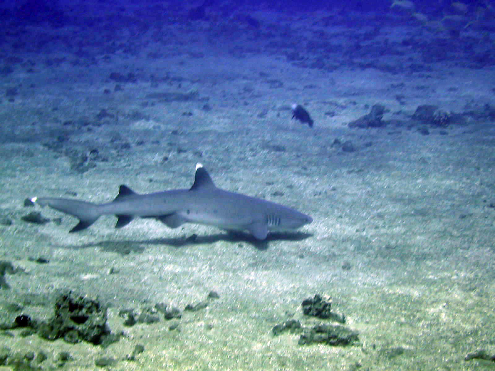 White tip reef shark