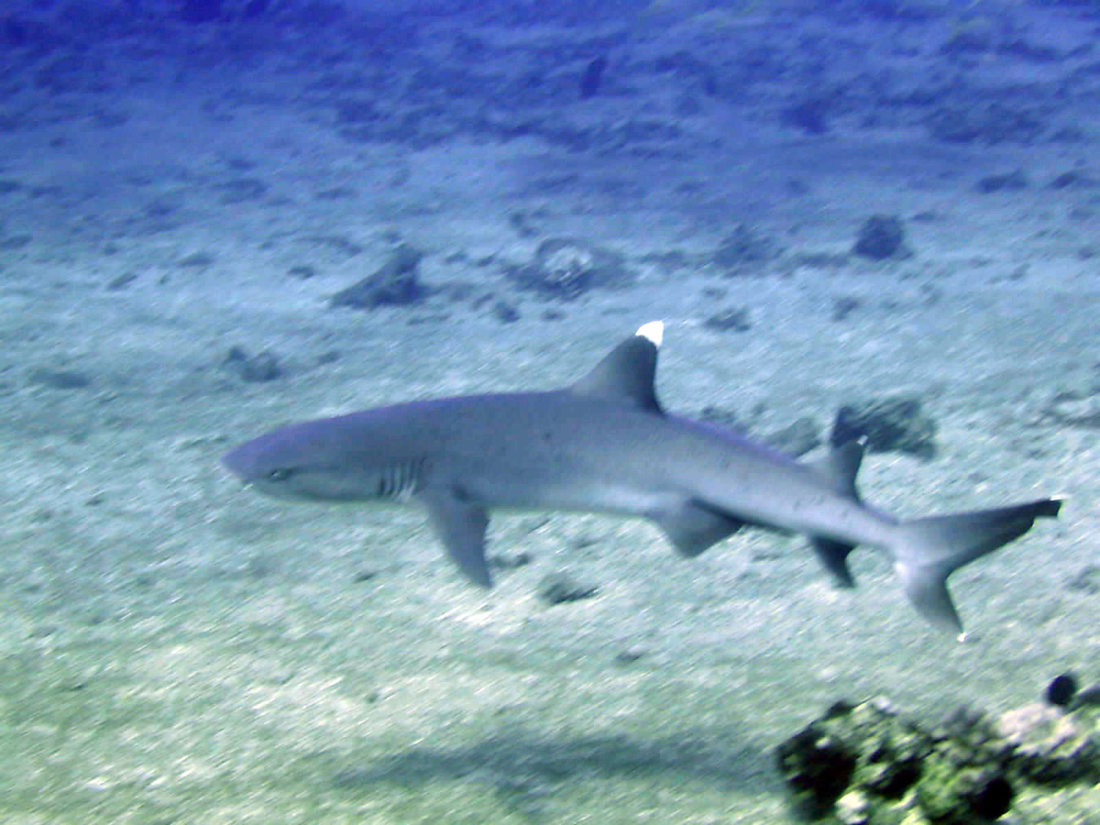 White tip reef shark