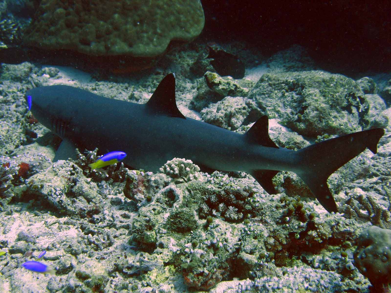 White Tip Reef shark