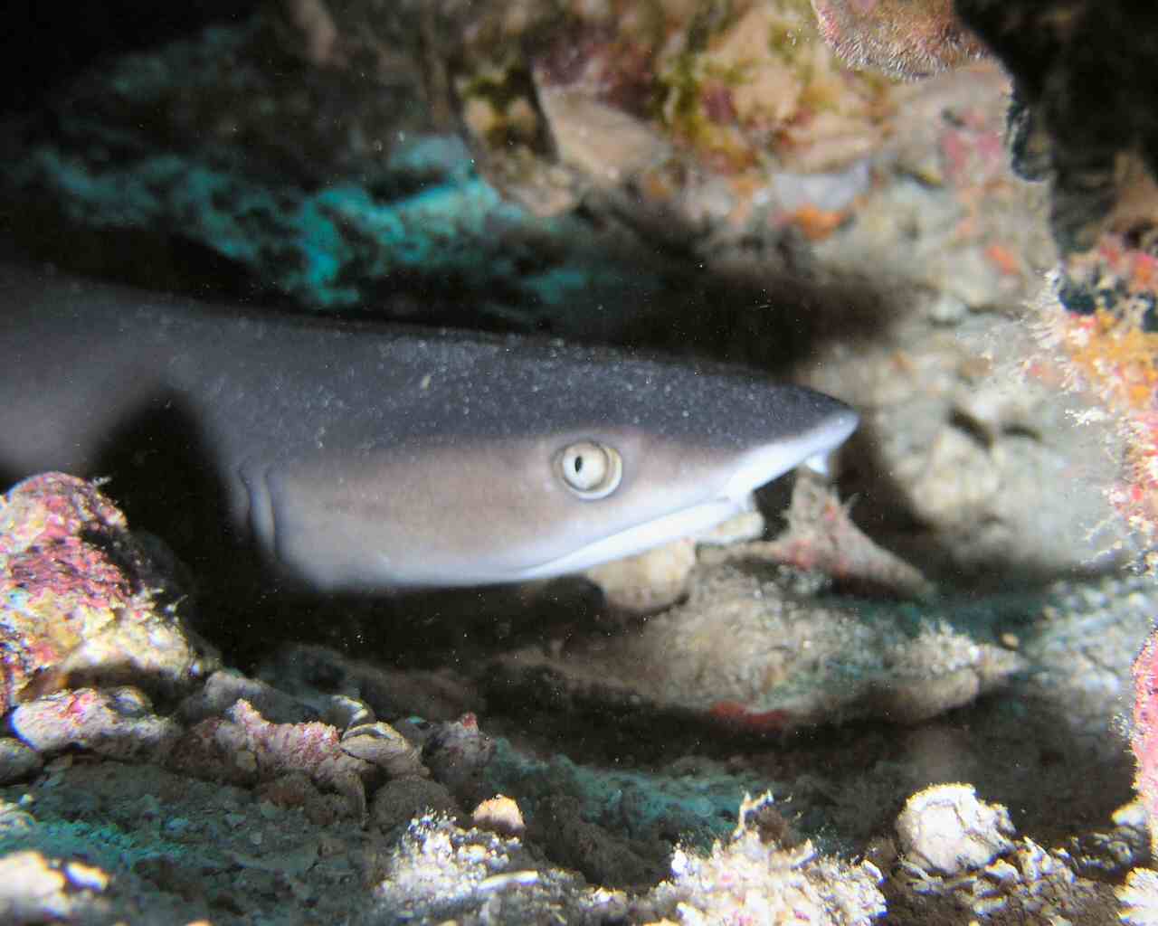 White Tip Shark at Bunaken