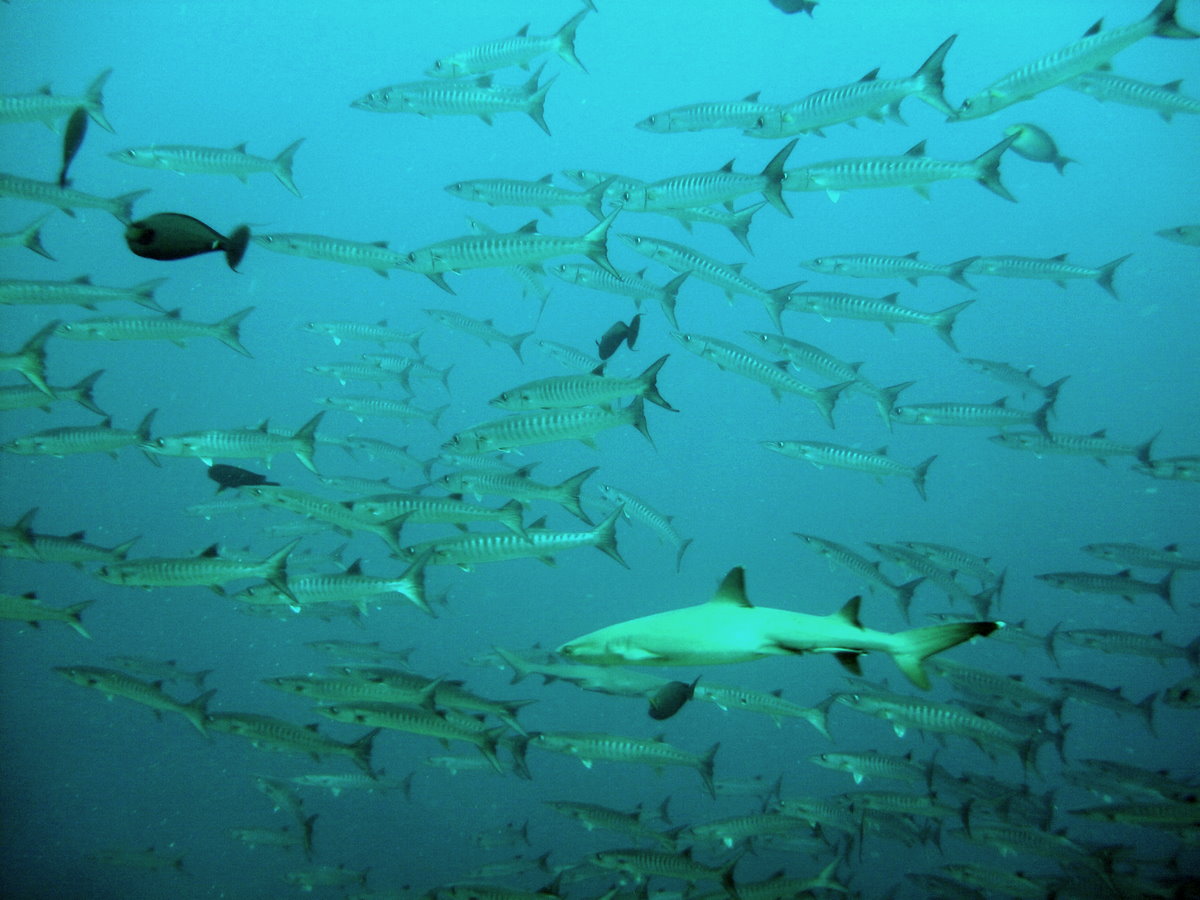 White Tip Shark With Barracudas