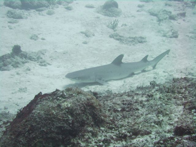 White Tip Shark