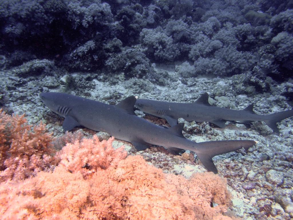 White Tip Sharks - Scuba Diving in Sabah, Borneo