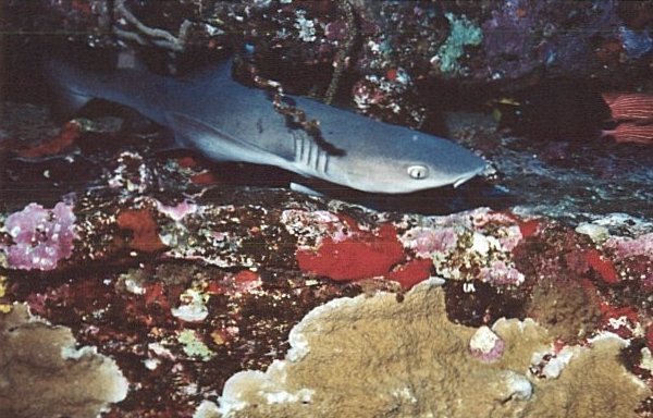 White-Tipped Reef Shark, Maui