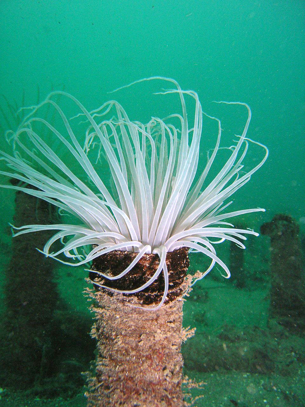 White Tube Anemone