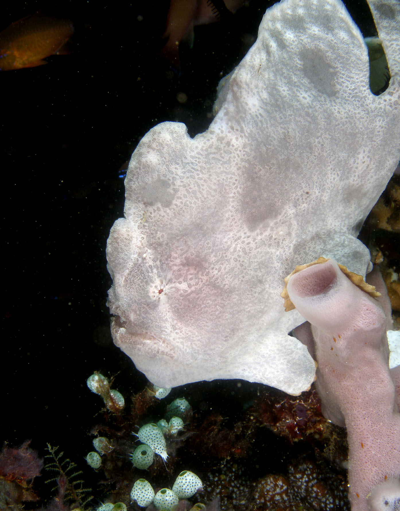 White_Giant_frogfish_1