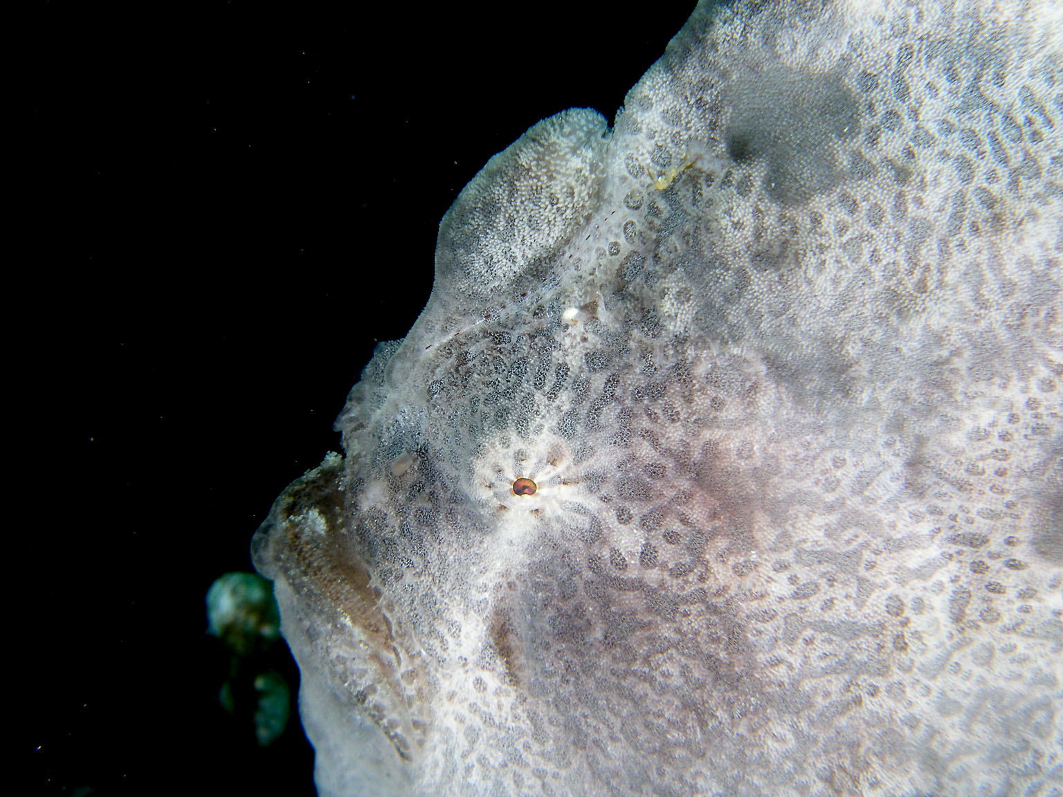 White_Giant_frogfish_face