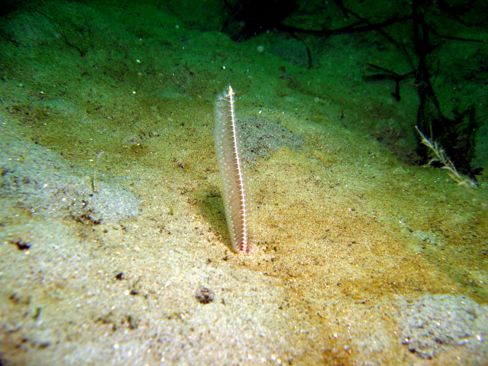 White_Sea_Pen_Stylatula_elogata_1_