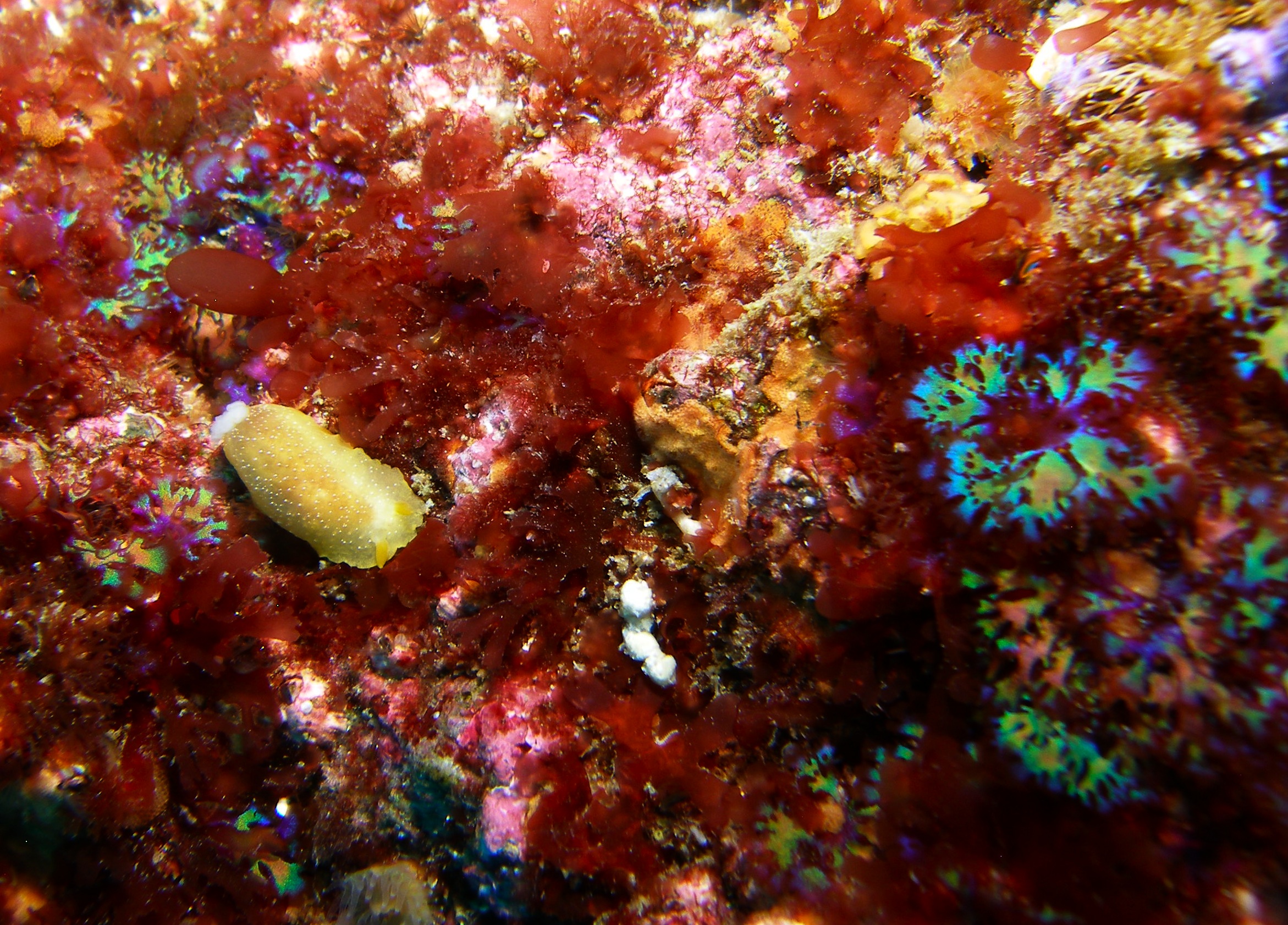 White_spotted_Dorid