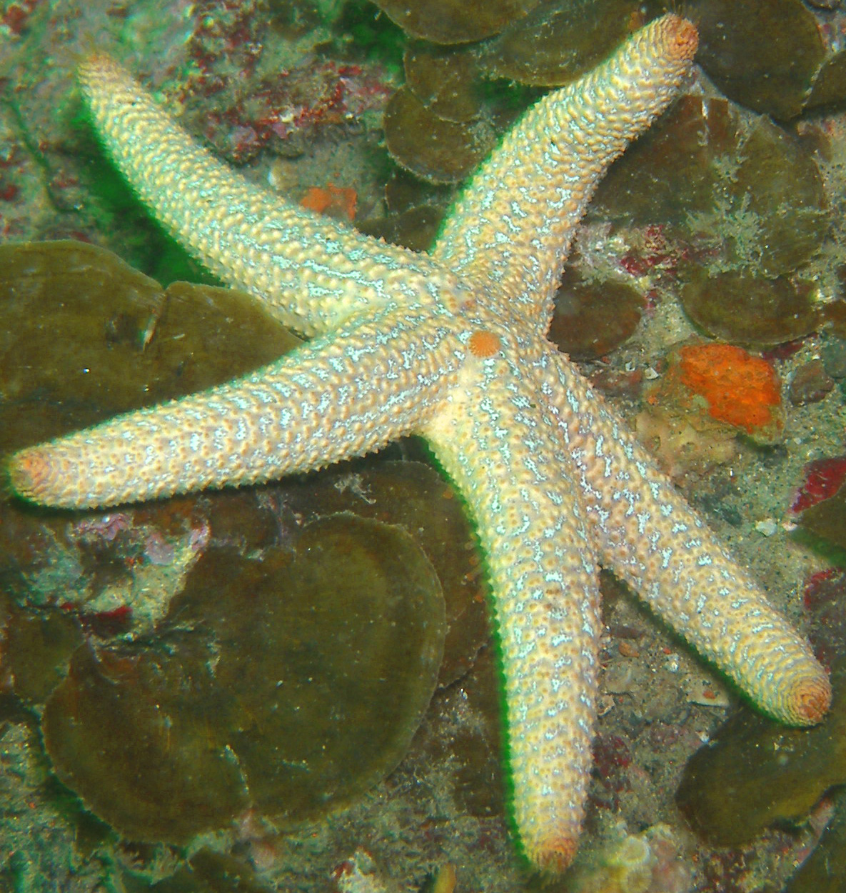 White_starfish