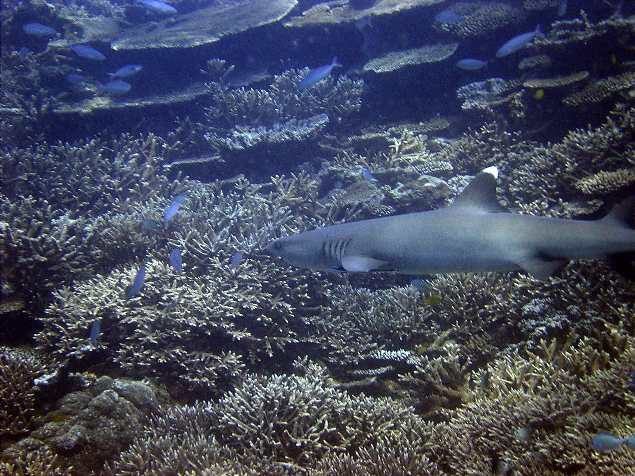 White_tip_reef_shark