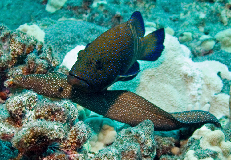 Whitemouth eel and peacock grouper