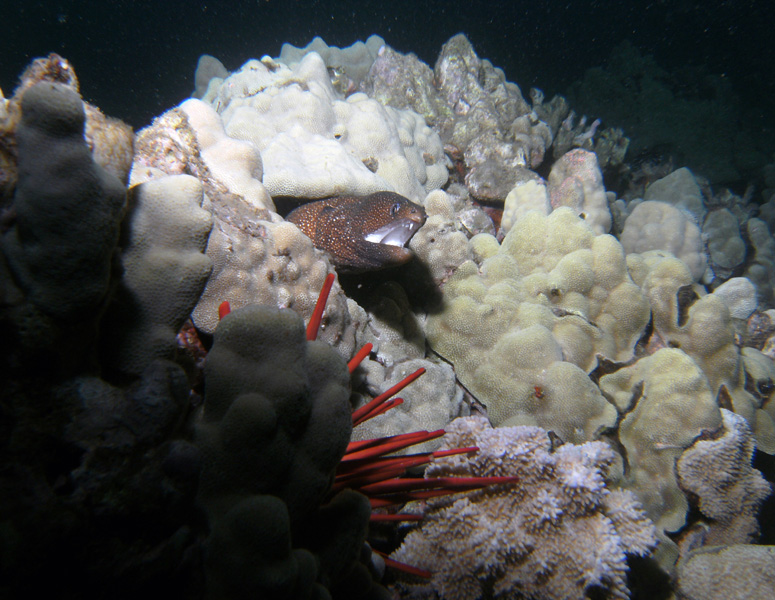 whitemouth moray