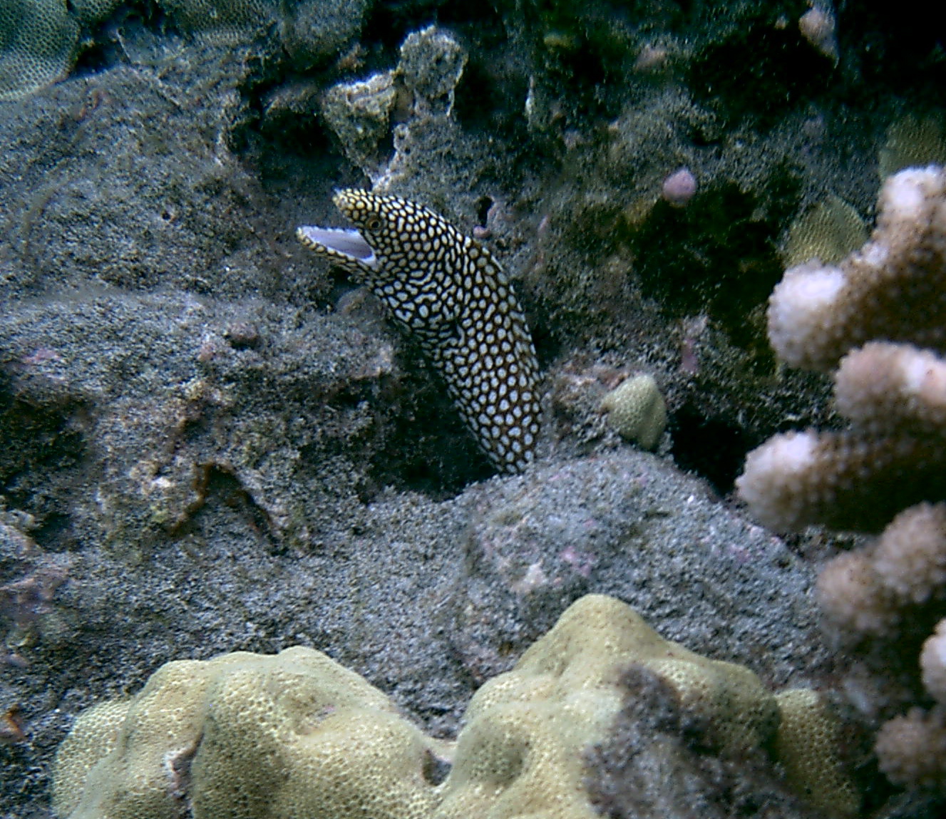 whitemouth moray