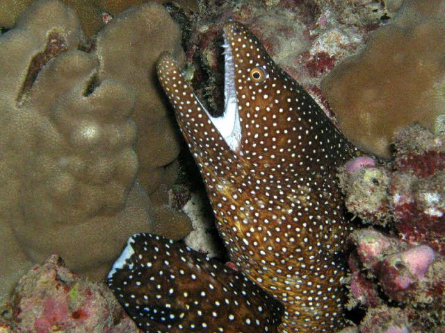 whitemouth_moray