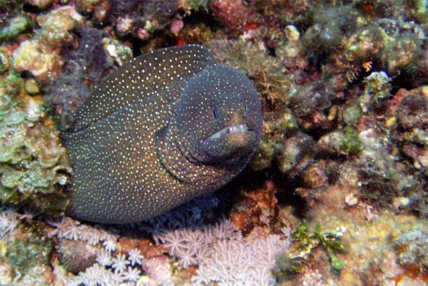 Whitemouthed Moray Eel