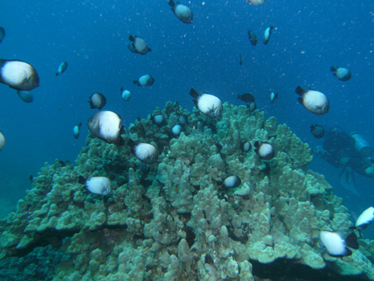 whitespot damselfish