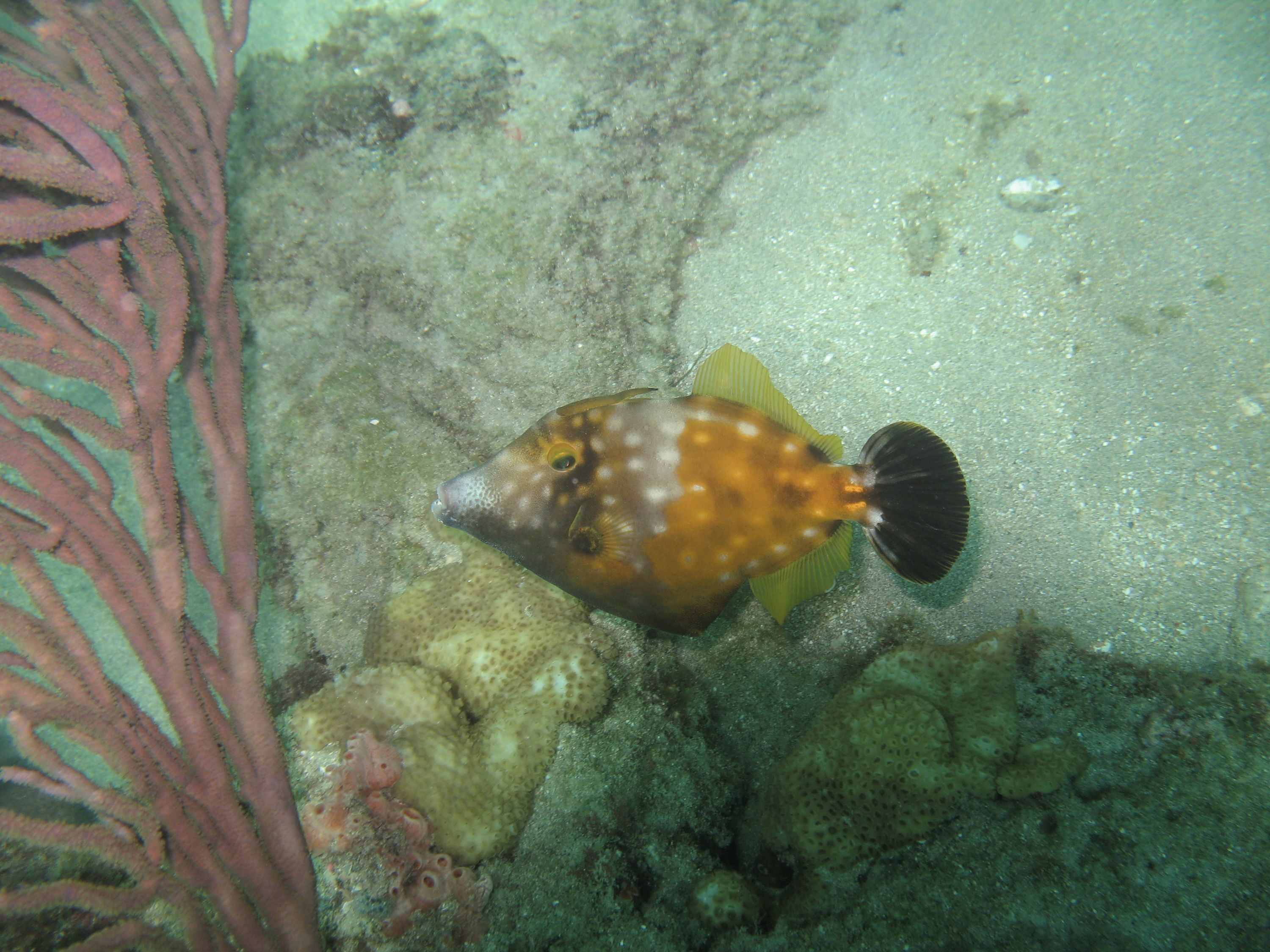 Whitespotted Filefish Lauderdale by the Sea Snorkel Pics