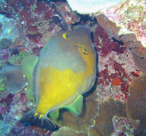 Whitespotted Filefish (orange phase)