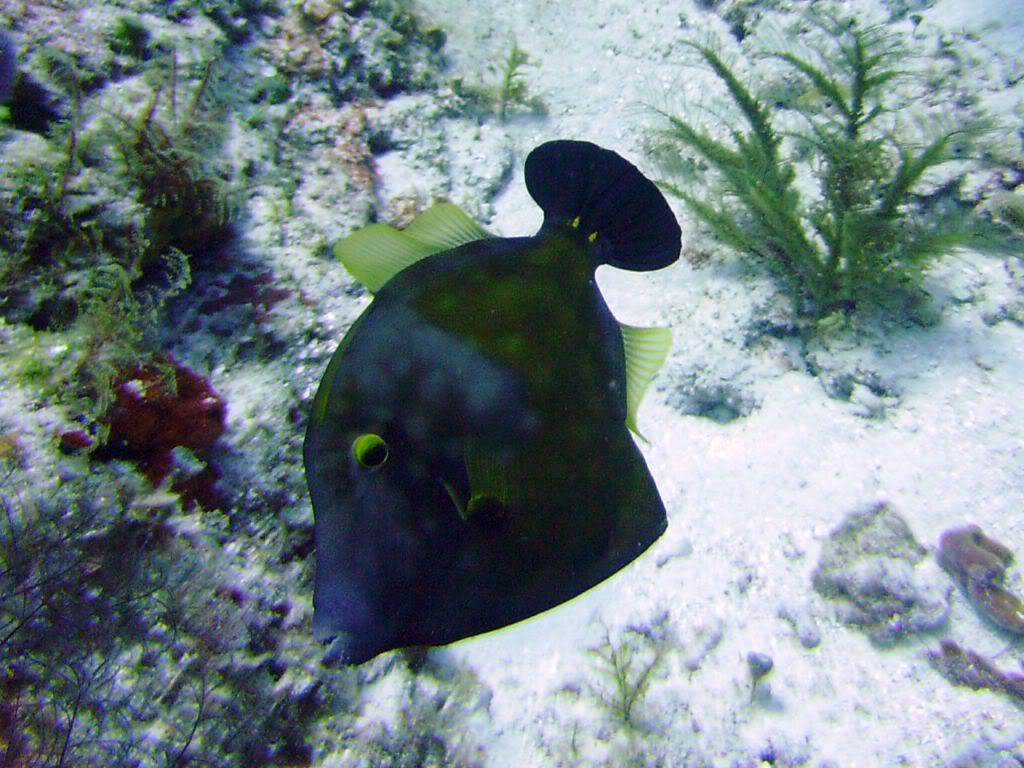 Whitespotted Filefish