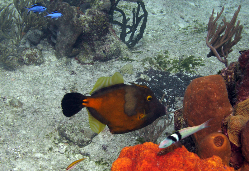 Whitespotted Filefish