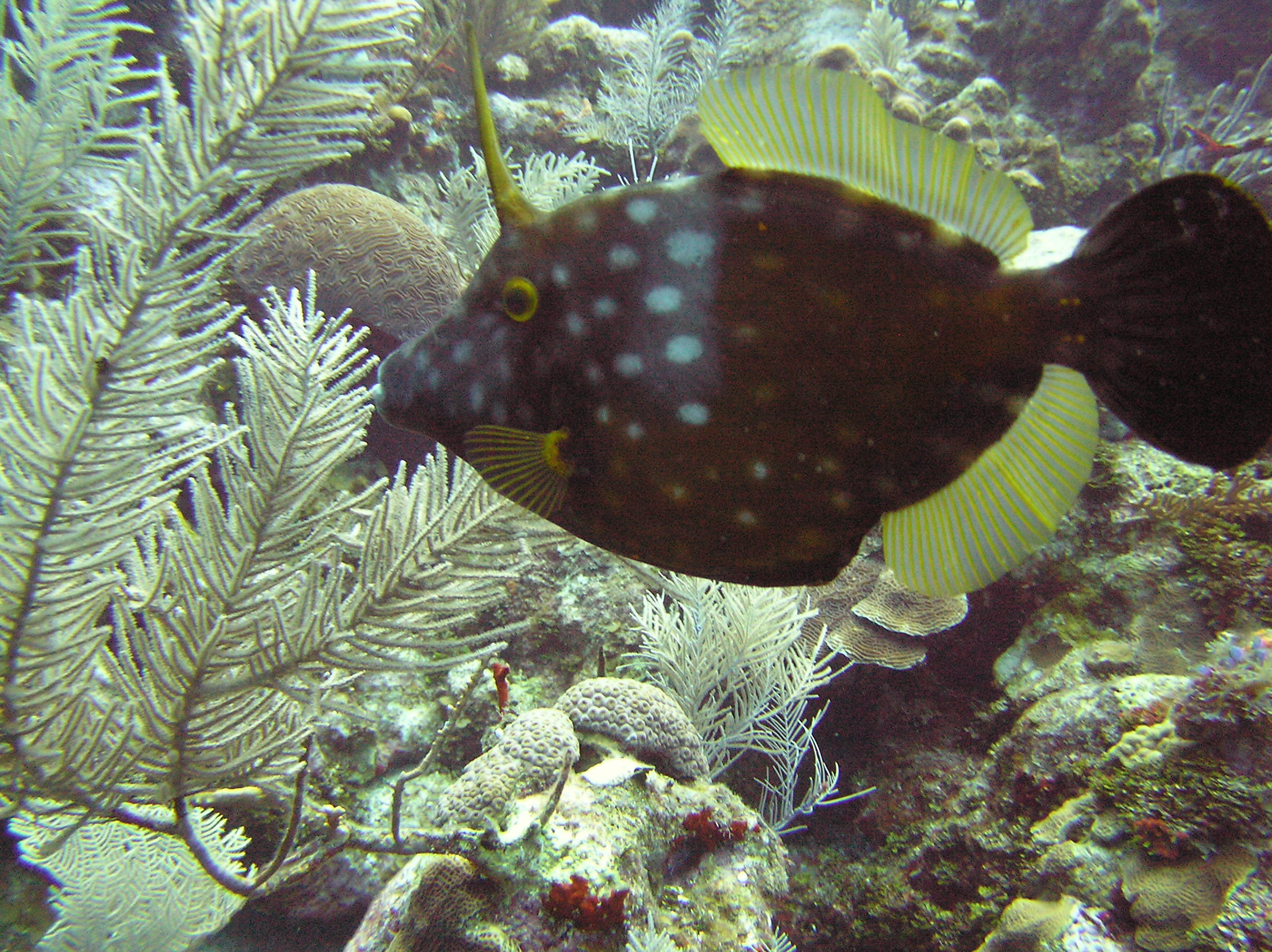 Whitespotted Filefish