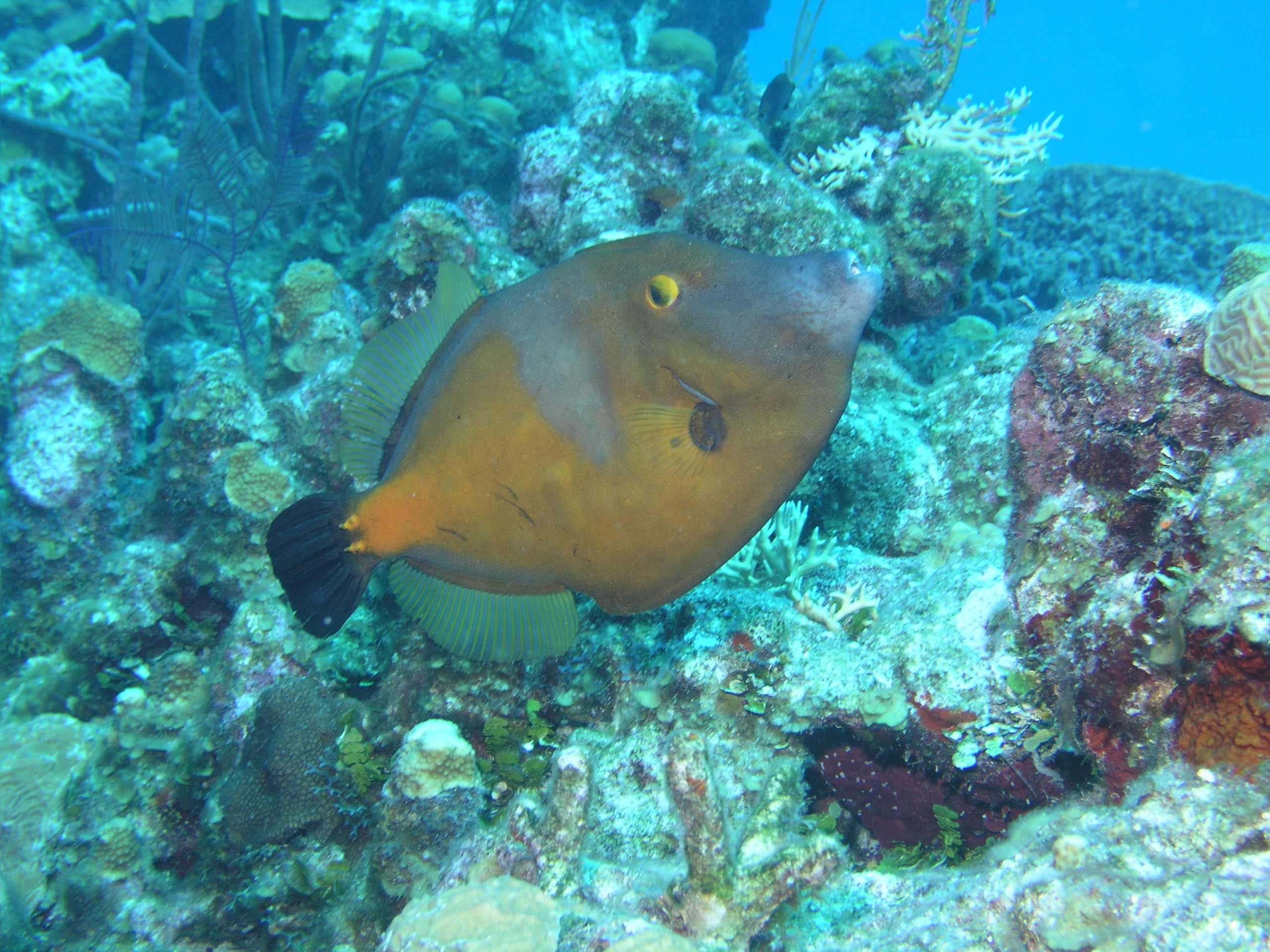 Whitespotted Filefish