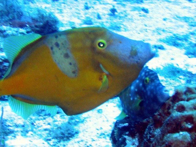 Whitespotted Filefish