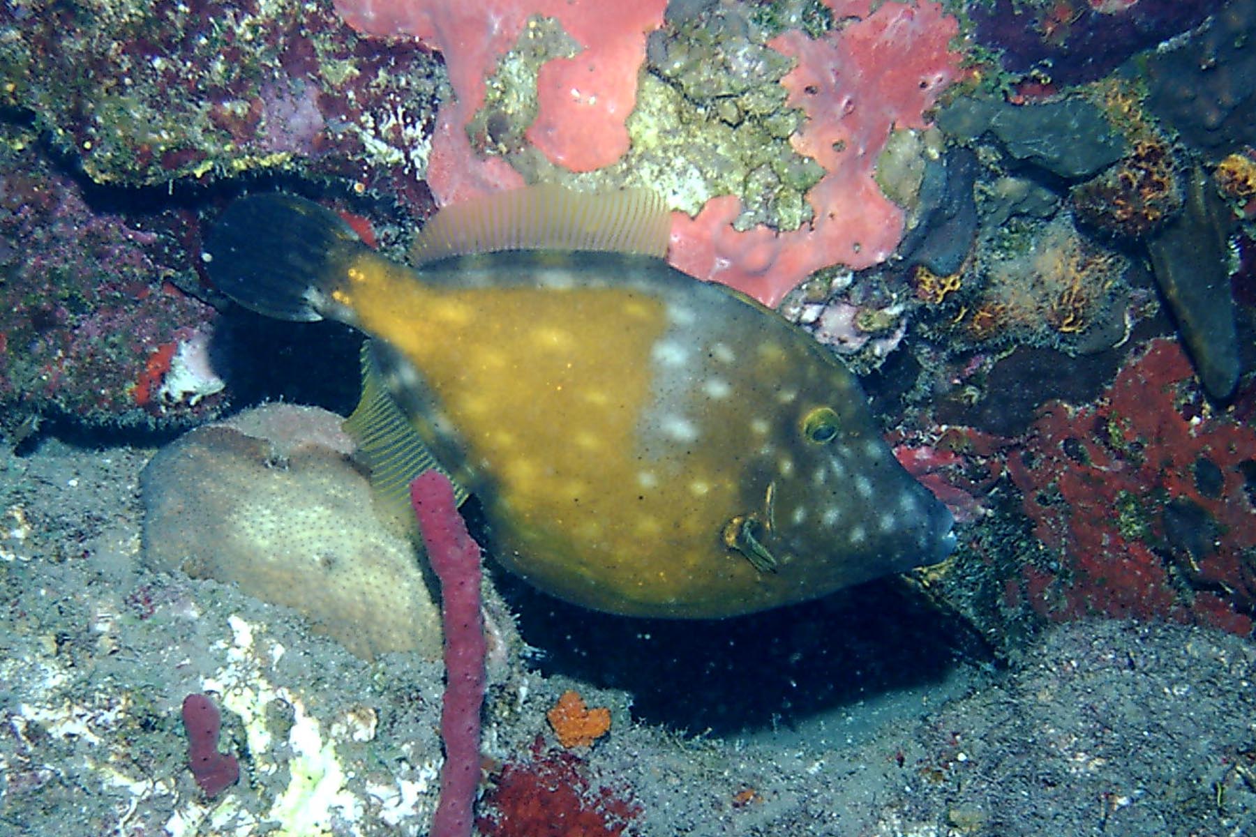 Whitespotted Filefish