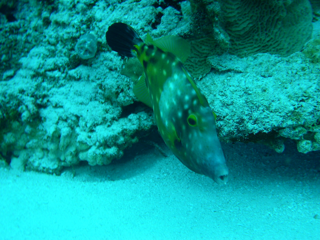 Whitespotted Filefish