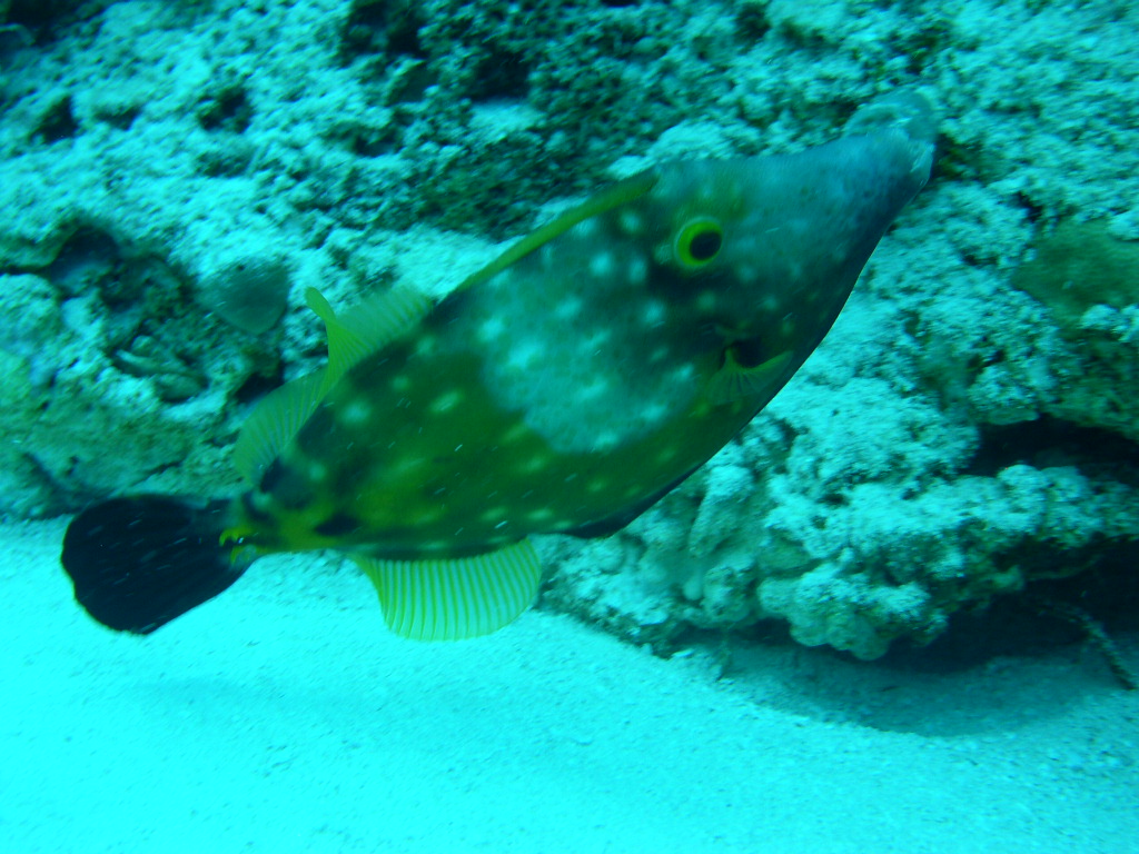 Whitespotted Filefish