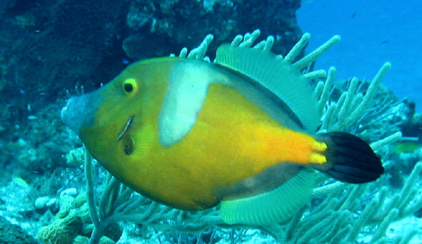 Whitespotted Filefish